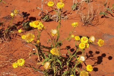 Wildflower Trail
