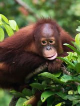 Wild Borneo