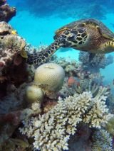 Tropical Island Discovery with Reefsleep Upgrade