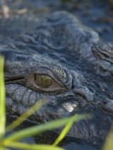 Kakadu & Jumping Crocs Adventure
