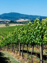 NSW wineries and countryside