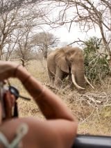 South African Safari Adventure