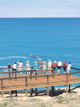 Eyre Peninsula Whale Seafood Discovery