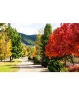 Colours of Autumn in the Victorian Alpine Region - SOLD OUT