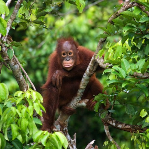 Sabah North Borneo & Kuala Lumpur